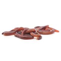 Червь Навозный 00