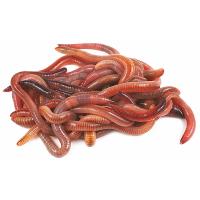 Червь Калифорнийский