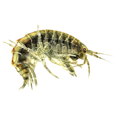 Мормыш крупный (зеленый)