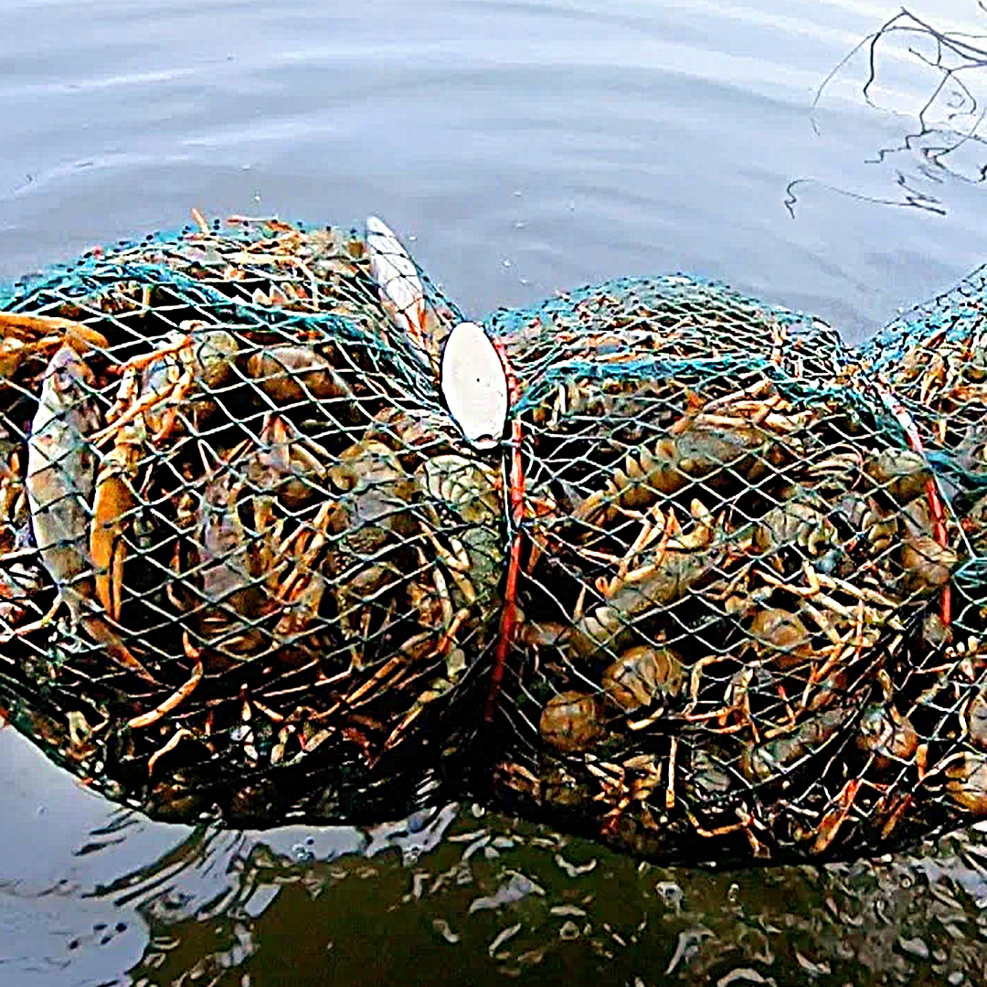 Раколовка Гармошка 03