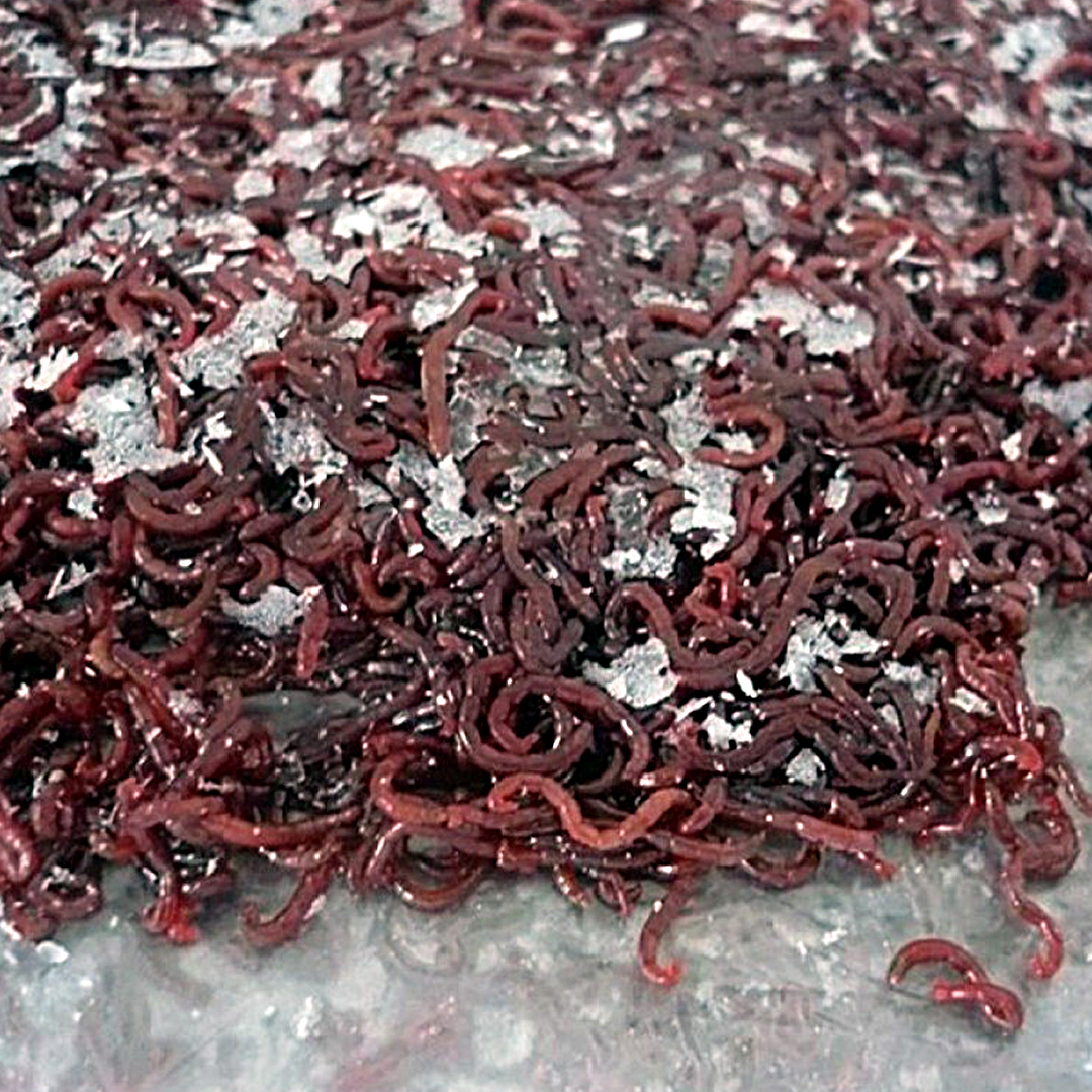 Мотыль мороженный 01