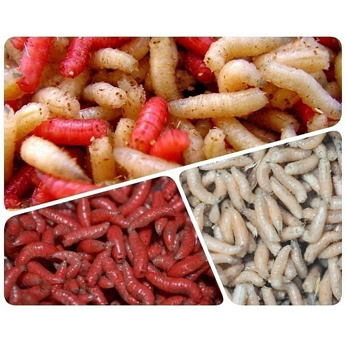 Опарыш весовой 00