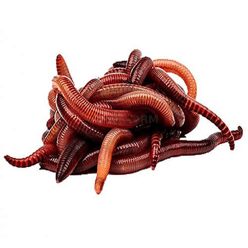 Червь Дендробена 00