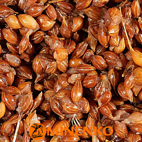 Зерновая смесь Minenko Wild Wheat 01